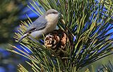 Pygmy Nuthatchborder=